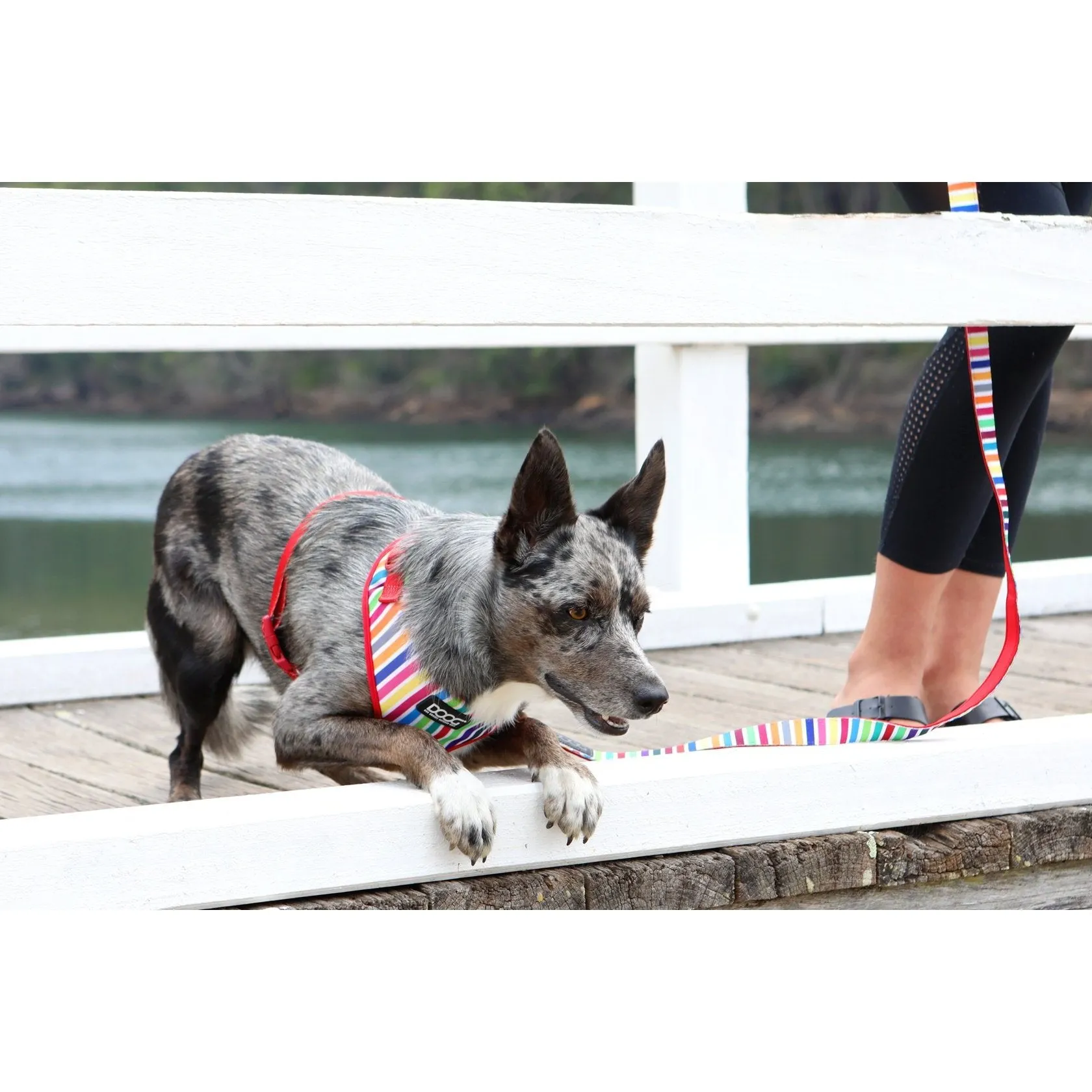 Doog Scooby Neoflex Dog Harness Extra Large***