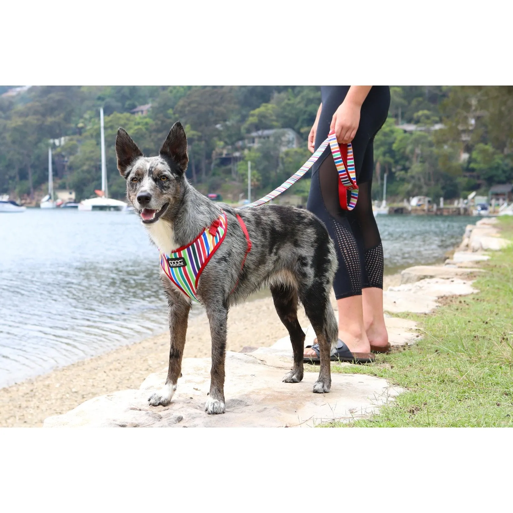 Doog Scooby Neoflex Dog Harness Extra Large***