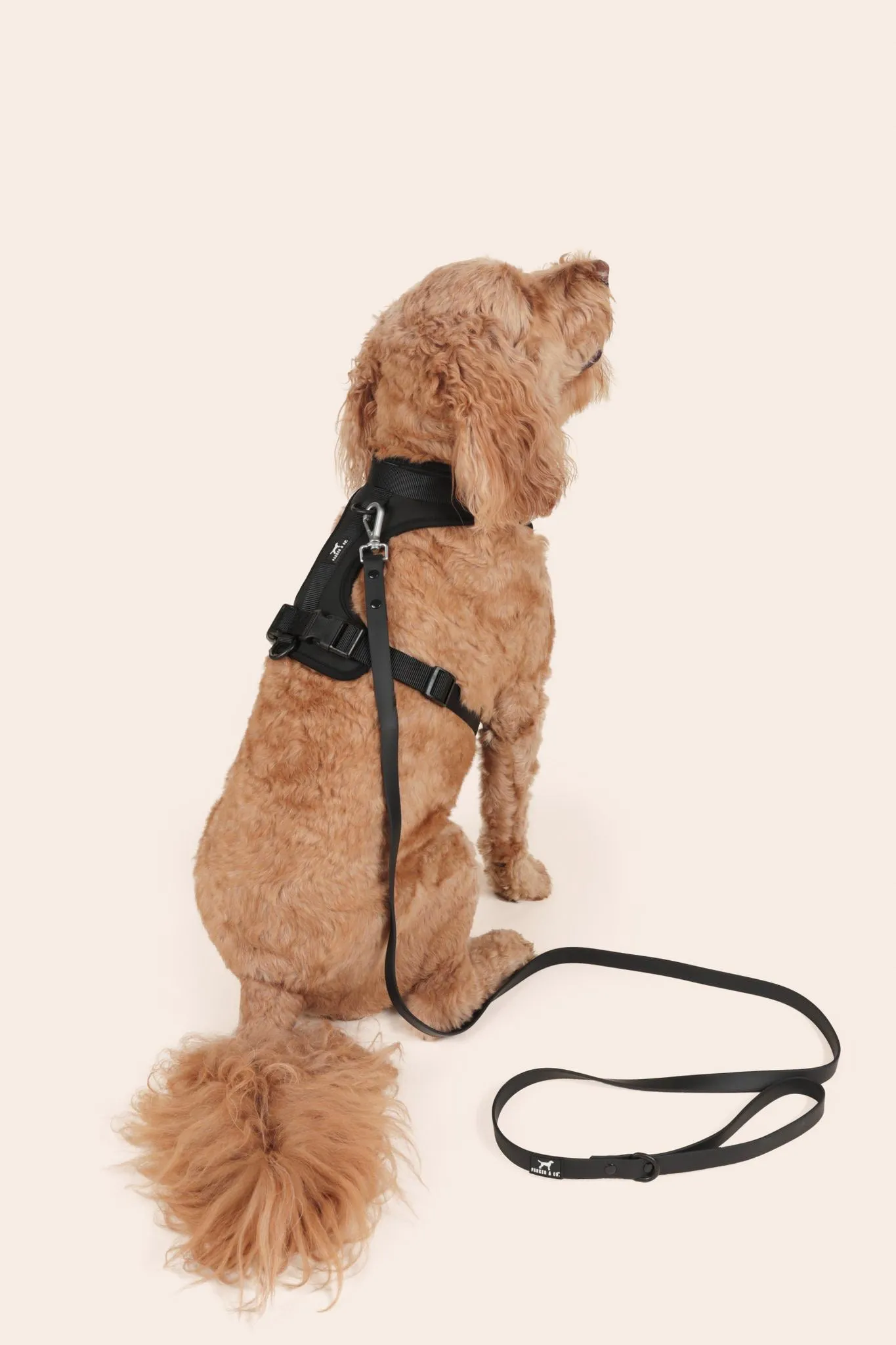 Solace Adjustable Dog Harness